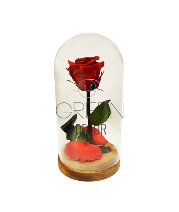 Rosa stabilizzata collocata sotto una campana di vetro