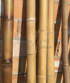 Canne di bambù - Centro Fiori Padova
