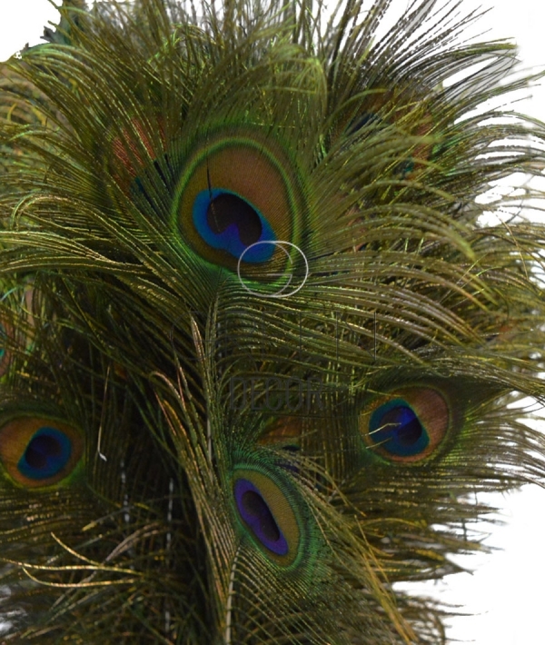 dekoundmeer - 10 piume di pavone, 90-100 cm, piume lunghe : : Casa  e cucina