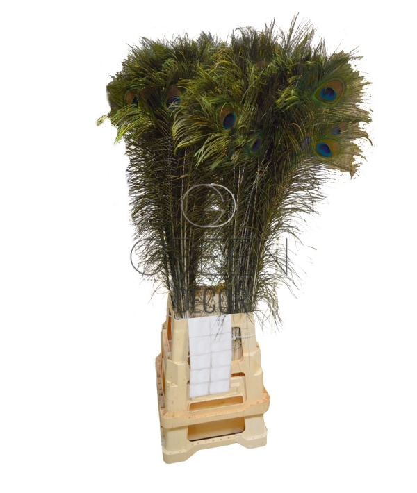 Piume di pavone - 4 lunghezze, Shop online articoli per fioristi