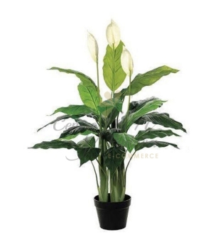 SPATHIPHYLLUM ARTIFICIALE